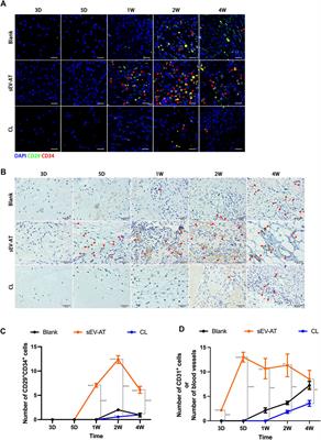 Frontiers Adipose Tissue Derived Small Extracellular Vesicles